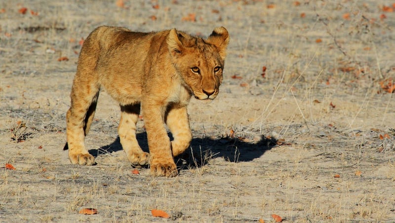 Wildlife Photography Safari